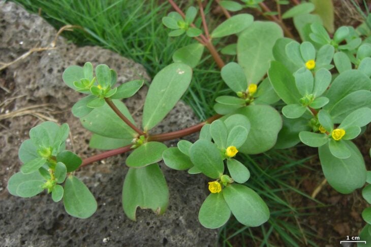 Common purslane - Portulaca oleracea