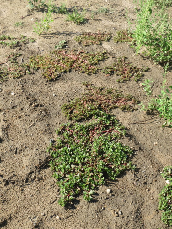 Common purslane - Portulaca oleracea