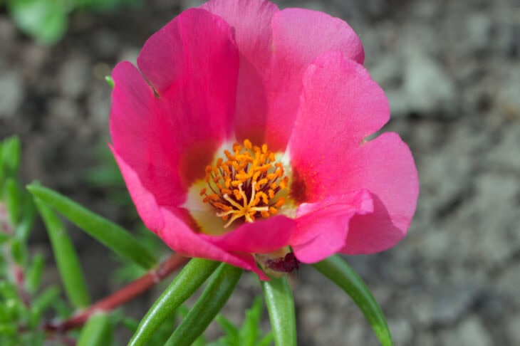 Common purslane - Portulaca oleracea