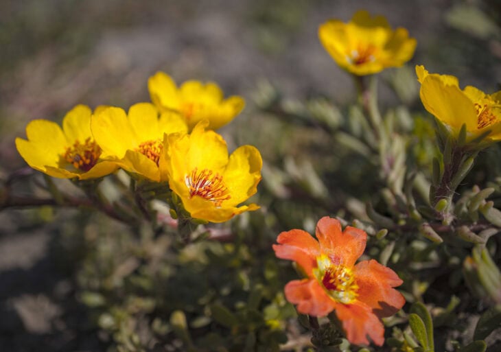 Common purslane - Portulaca oleracea