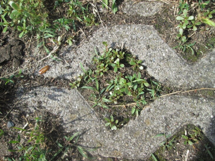 Common purslane - Portulaca oleracea