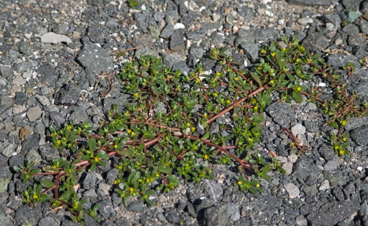 Common purslane - Portulaca oleracea