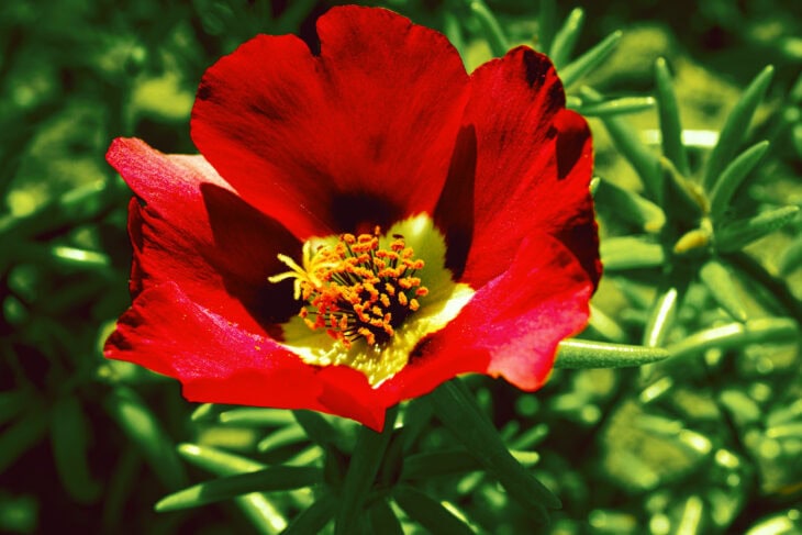 Common purslane - Portulaca oleracea