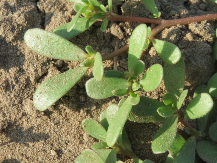 Common purslane - Portulaca oleracea