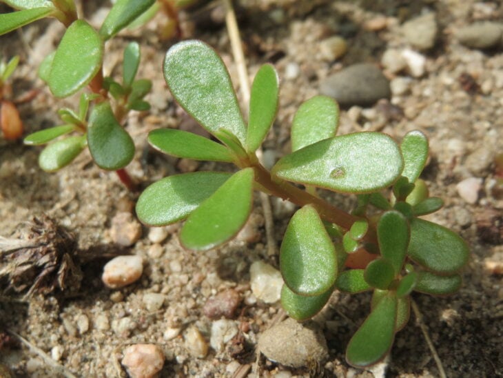 Common purslane - Portulaca oleracea