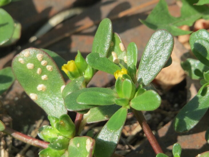 Common purslane - Portulaca oleracea