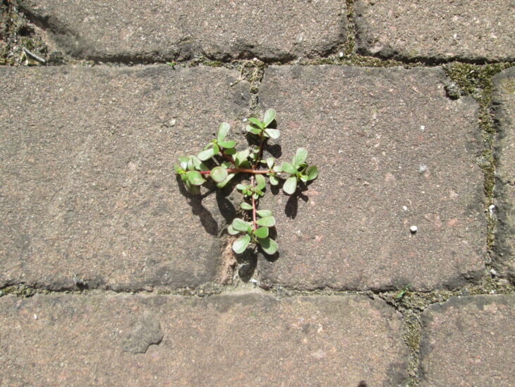 Common purslane - Portulaca oleracea