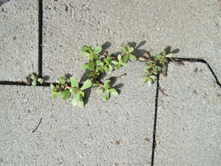 Common purslane - Portulaca oleracea