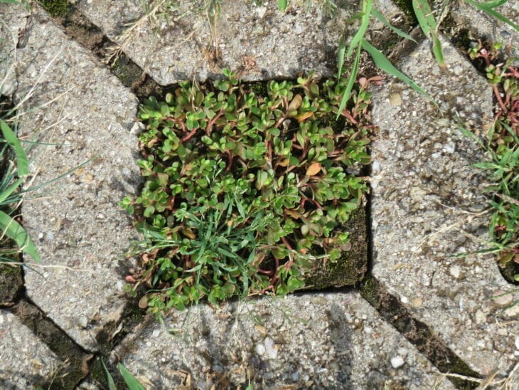 Common purslane - Portulaca oleracea