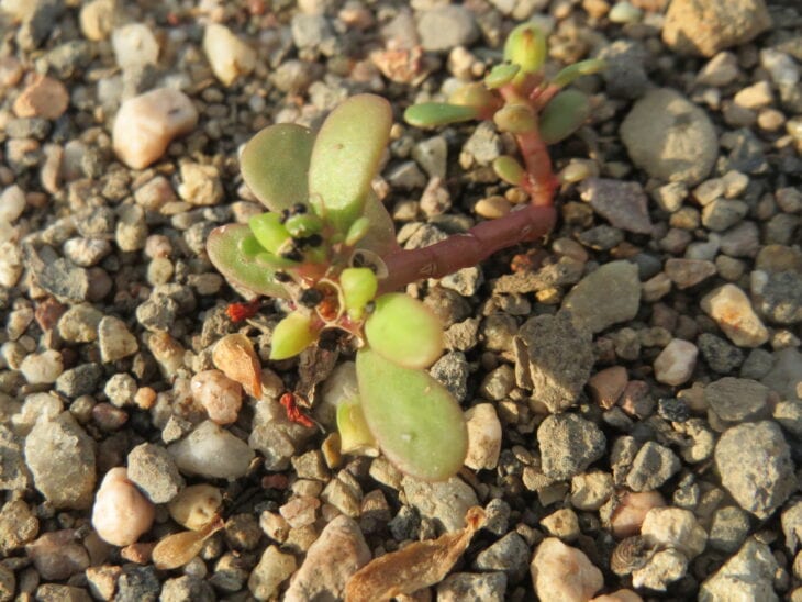 Common purslane - Portulaca oleracea