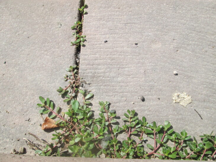 Common purslane - Portulaca oleracea
