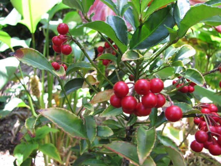 Coral Ardisia - Ardisia crenata