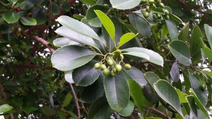 Coral Ardisia - Ardisia crenata