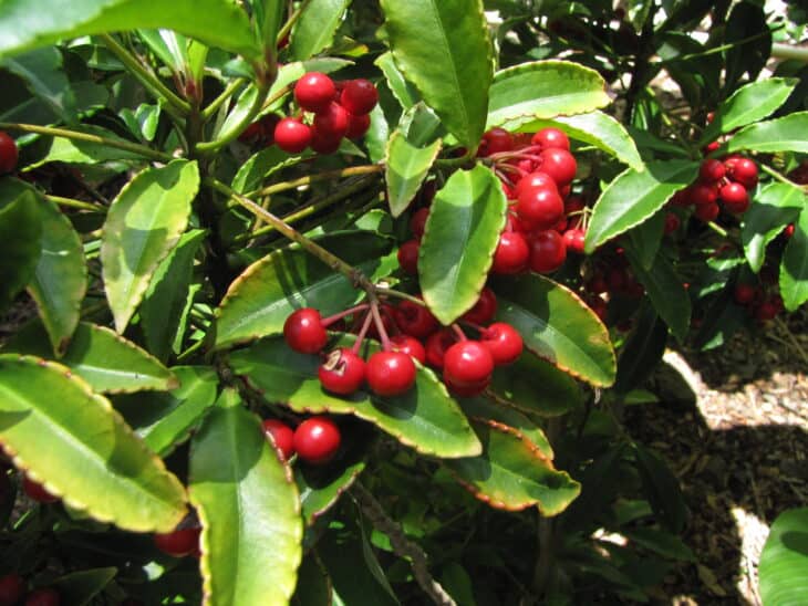 Coral Ardisia - Ardisia crenata
