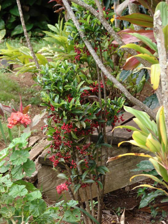 Coral Ardisia - Ardisia crenata