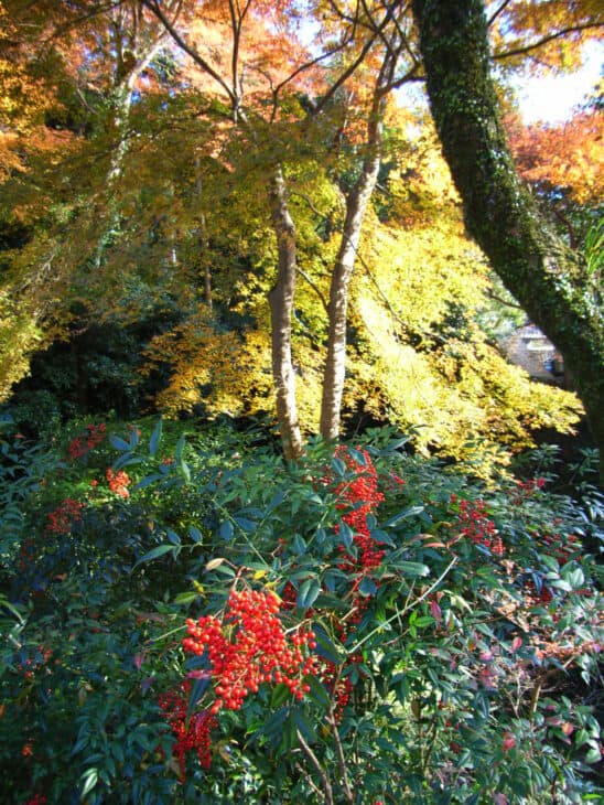 Coral Ardisia - Ardisia crenata