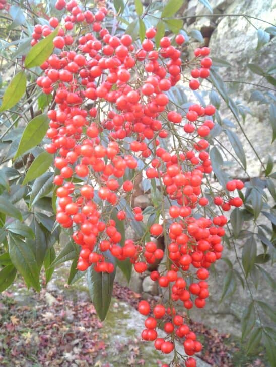 Coral Ardisia - Ardisia crenata