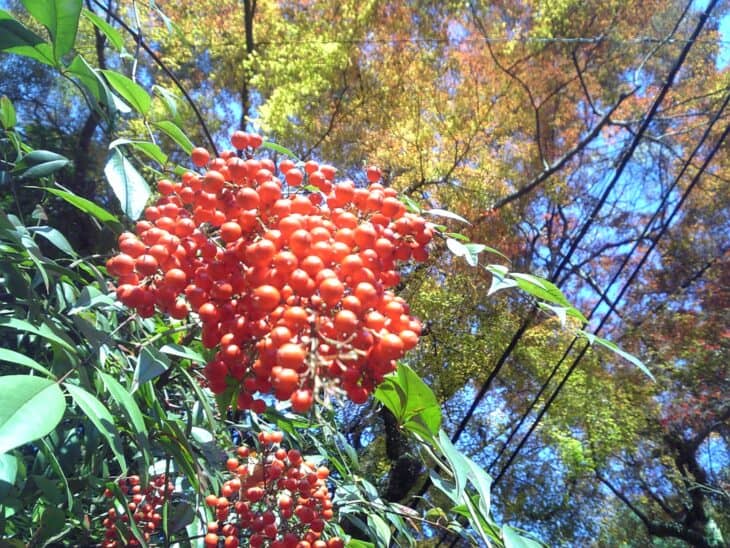 Coral Ardisia - Ardisia crenata