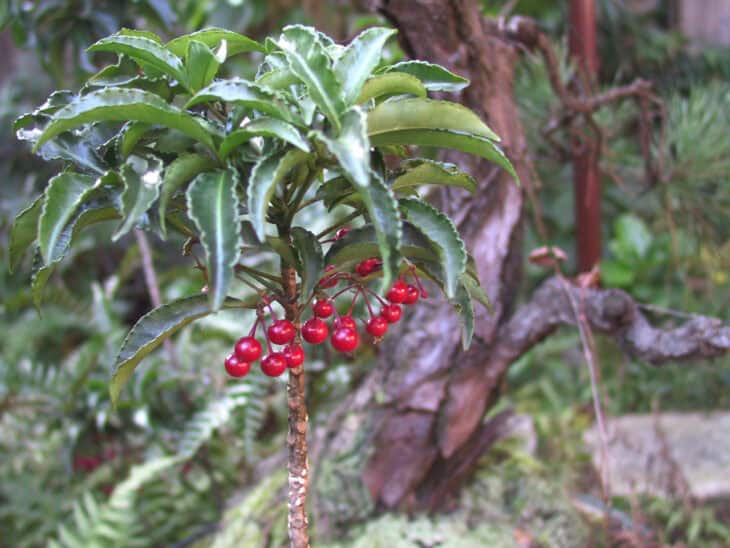 Coral Ardisia - Ardisia crenata