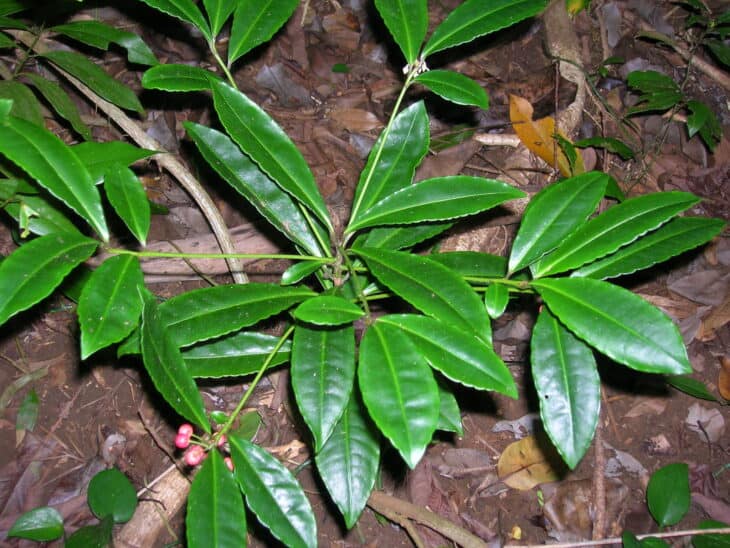 Coral Ardisia - Ardisia crenata