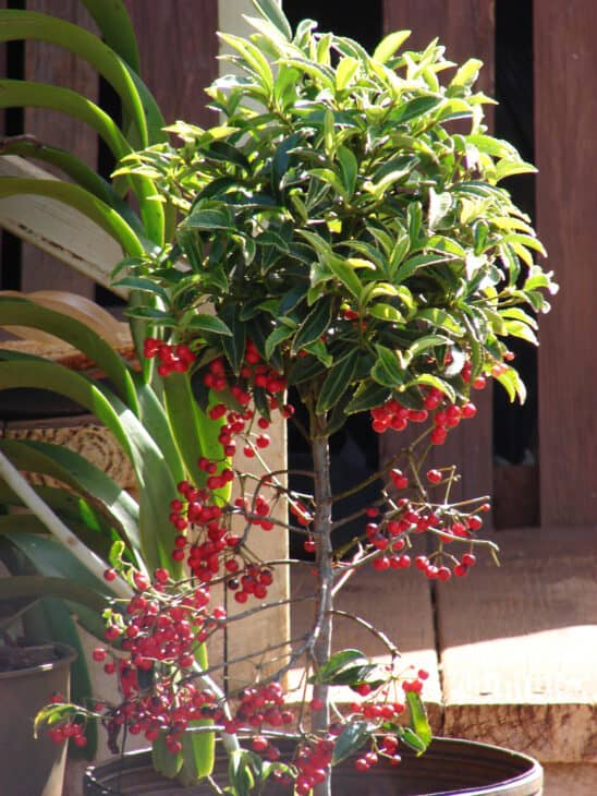 Coral Ardisia - Ardisia crenata