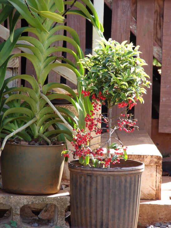 Coral Ardisia - Ardisia crenata