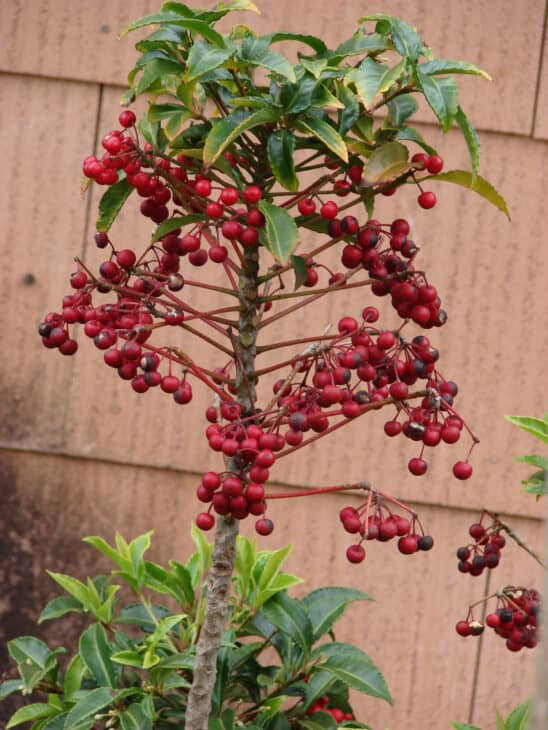 Coral Ardisia - Ardisia crenata