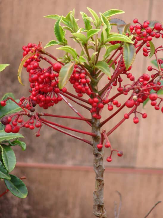 Coral Ardisia - Ardisia crenata