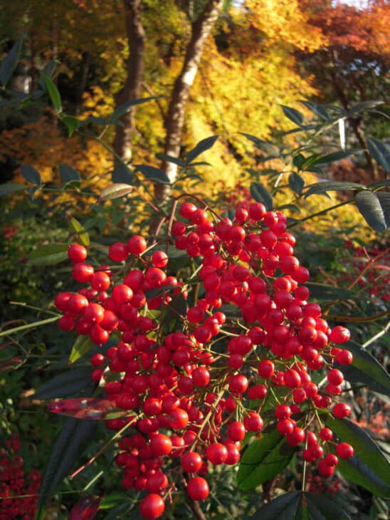 Coral Ardisia - Ardisia crenata