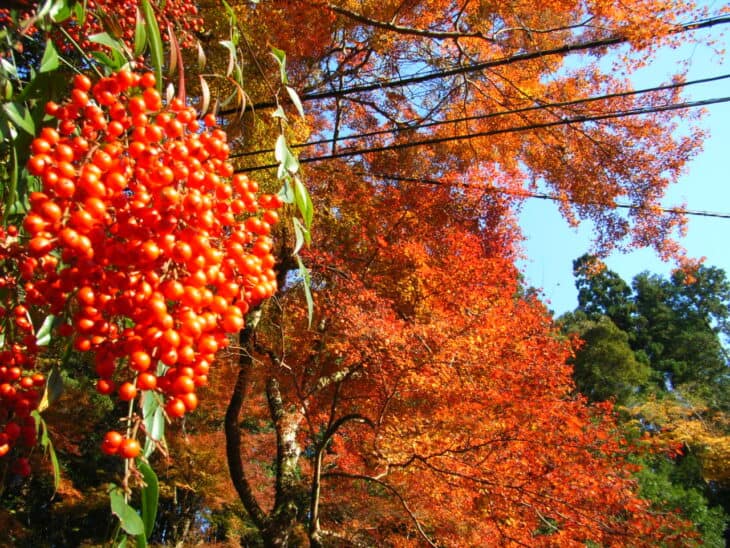 Coral Ardisia - Ardisia crenata