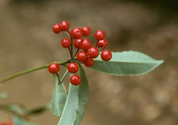 Coral Ardisia - Ardisia crenata
