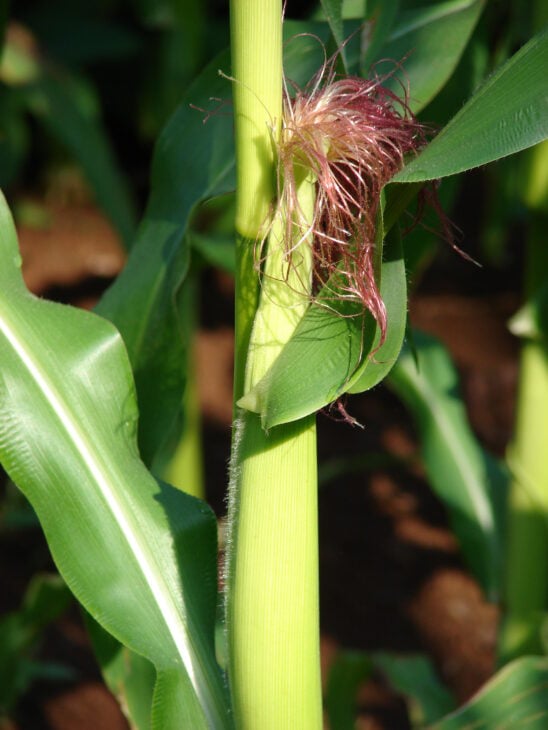 Corn - Zea mays