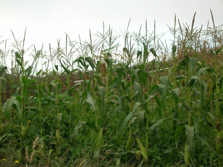 Corn - Zea mays
