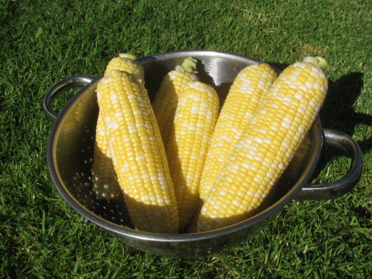 Corn - Zea mays