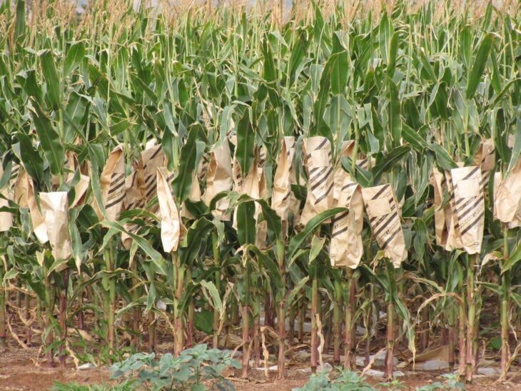 Corn - Zea mays