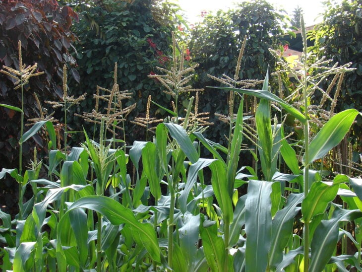 Corn - Zea mays