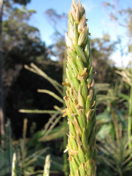 Corn - Zea mays