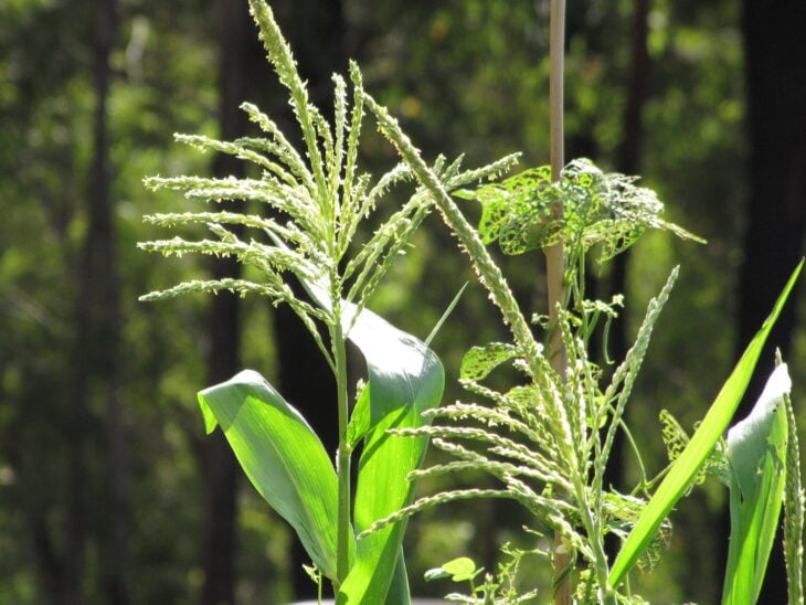 Corn - Zea mays
