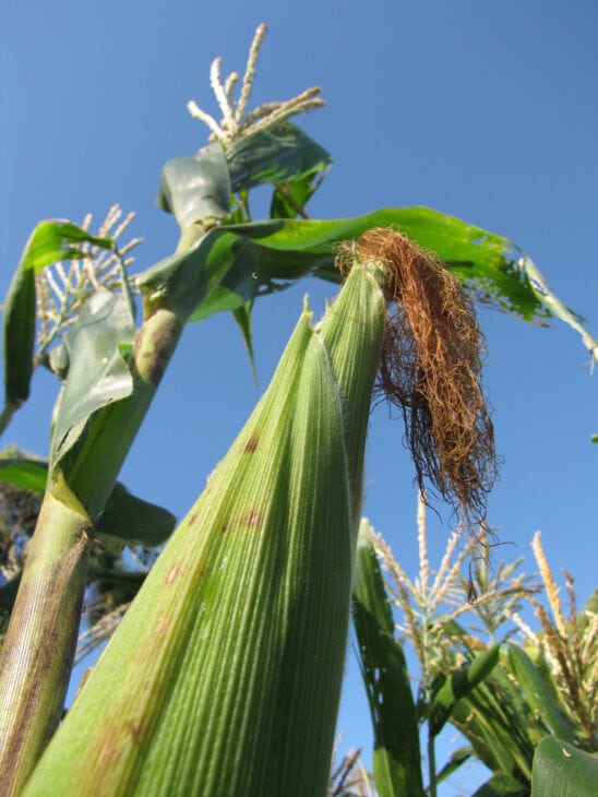 Corn - Zea mays