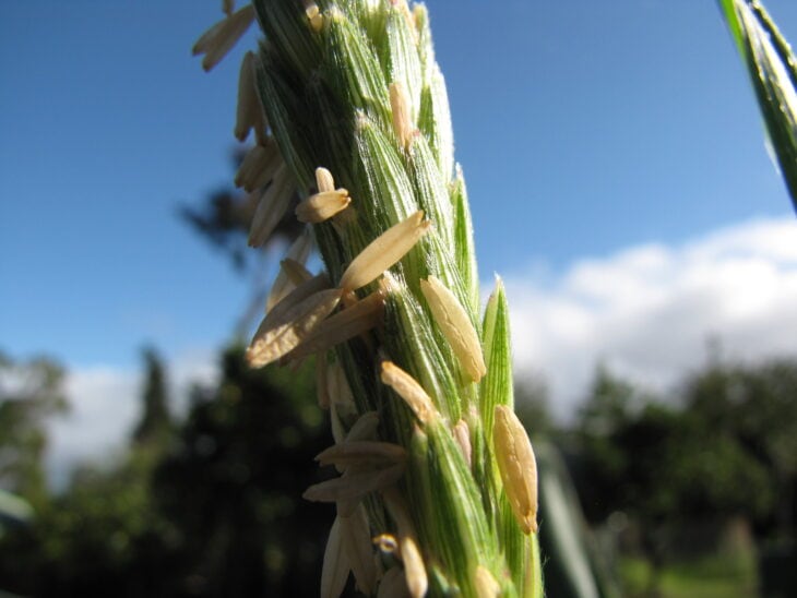 Corn - Zea mays
