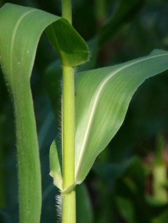 Corn - Zea mays