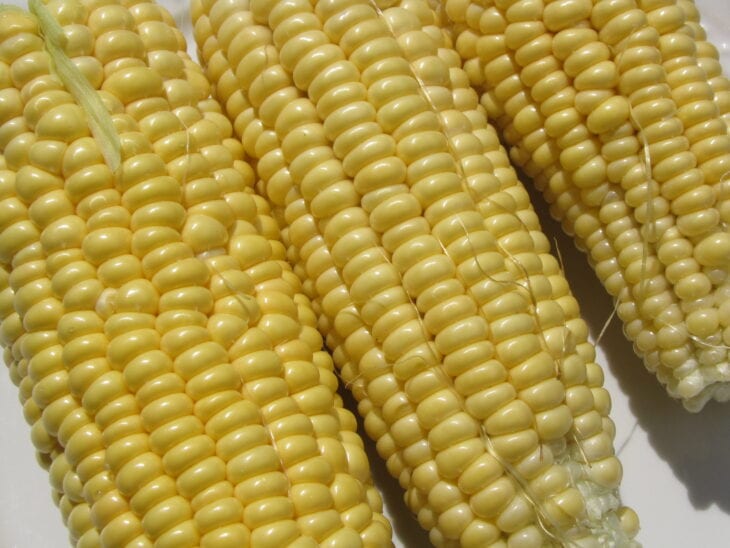 Corn - Zea mays