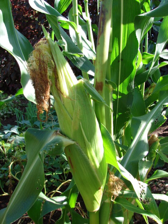 Corn - Zea mays