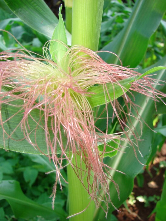 Corn - Zea mays