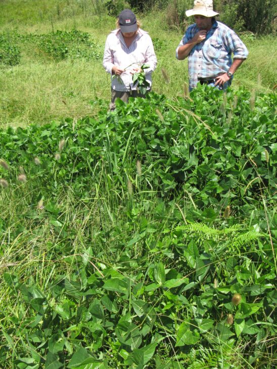 Cowpea - Vigna unguiculata