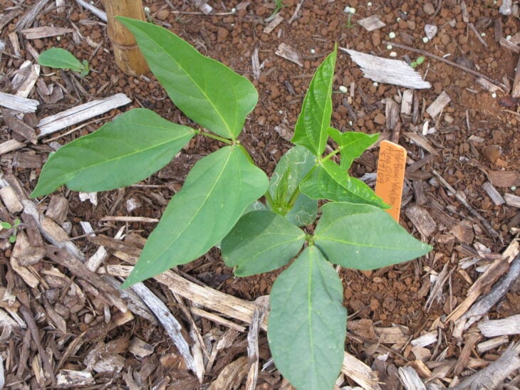 Cowpea - Vigna unguiculata