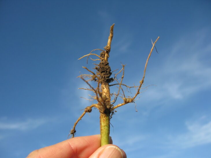 Cowpea - Vigna unguiculata
