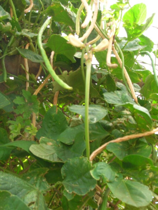 Cowpea - Vigna unguiculata
