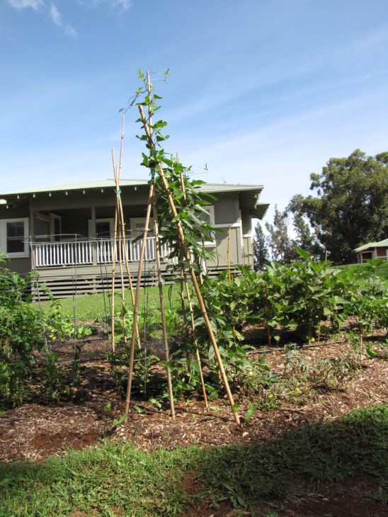 Cowpea - Vigna unguiculata