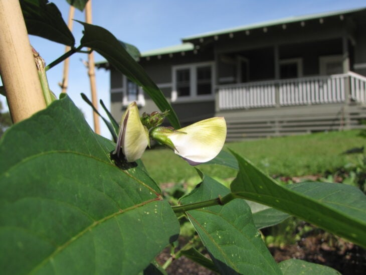 Cowpea - Vigna unguiculata